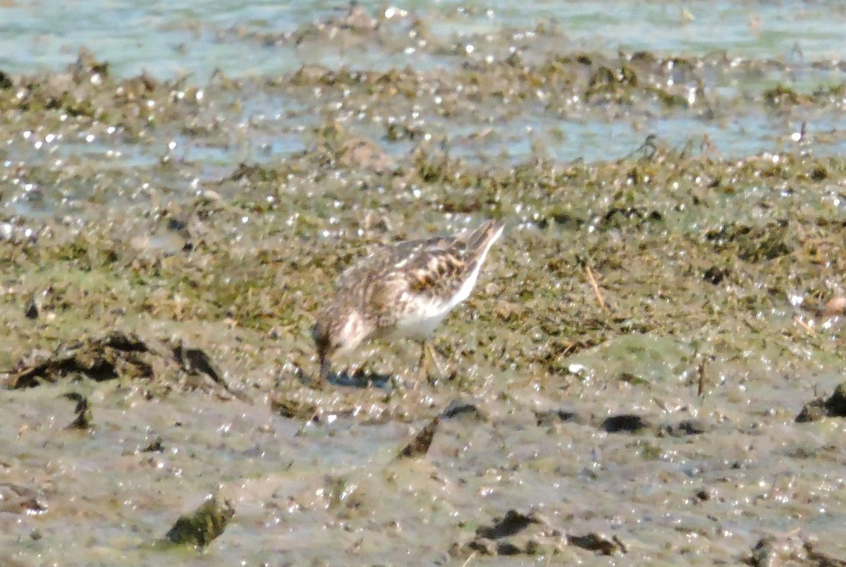 Wiesenstrandläufer - ML170449861