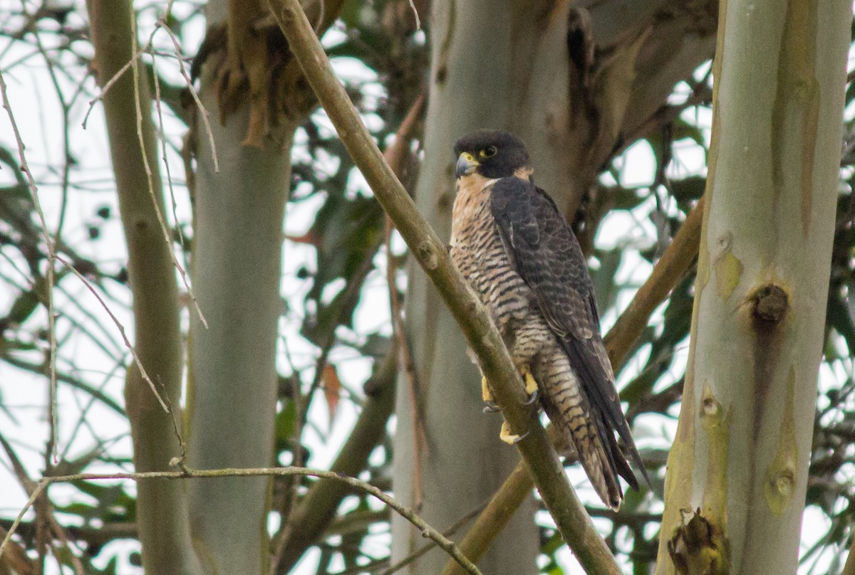 Peregrine Falcon - DANIEL ESTEBAN STANGE FERNANDEZ