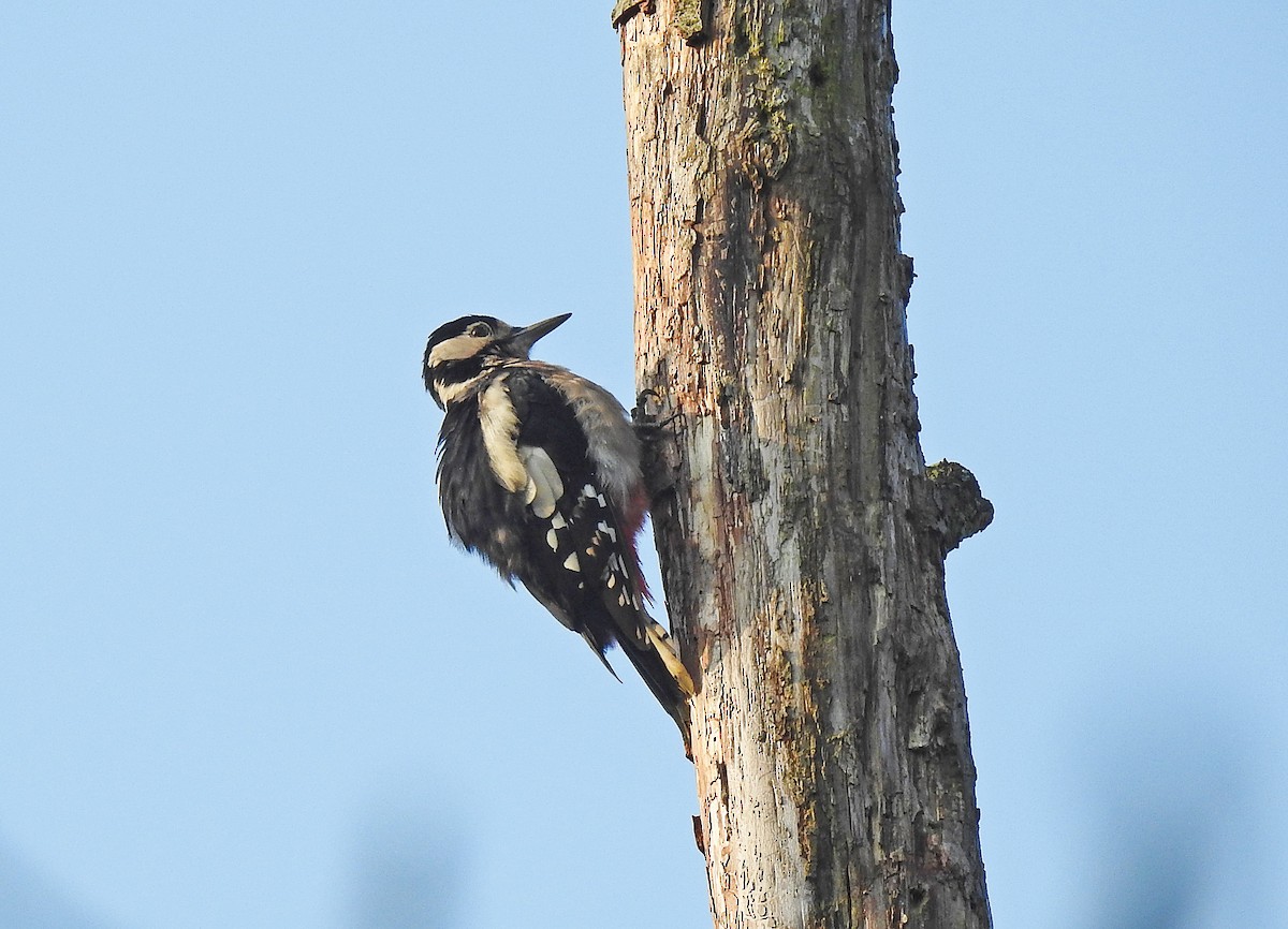 Great Spotted Woodpecker - ML170450931