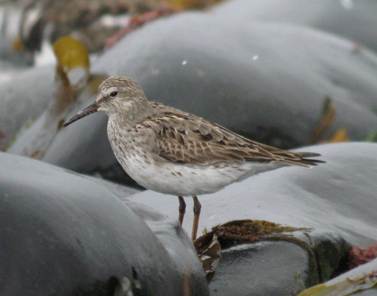 White-rumped Sandpiper - ML170451091