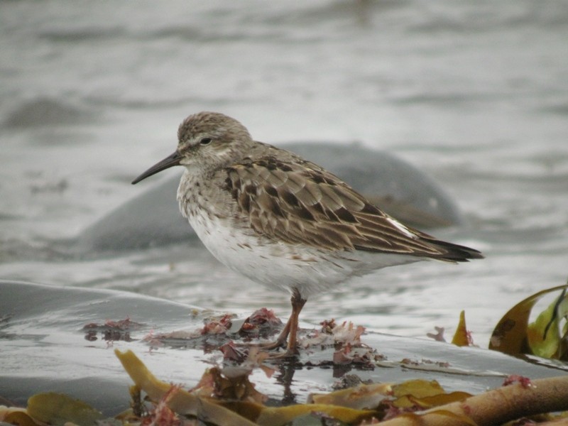 White-rumped Sandpiper - ML170451101