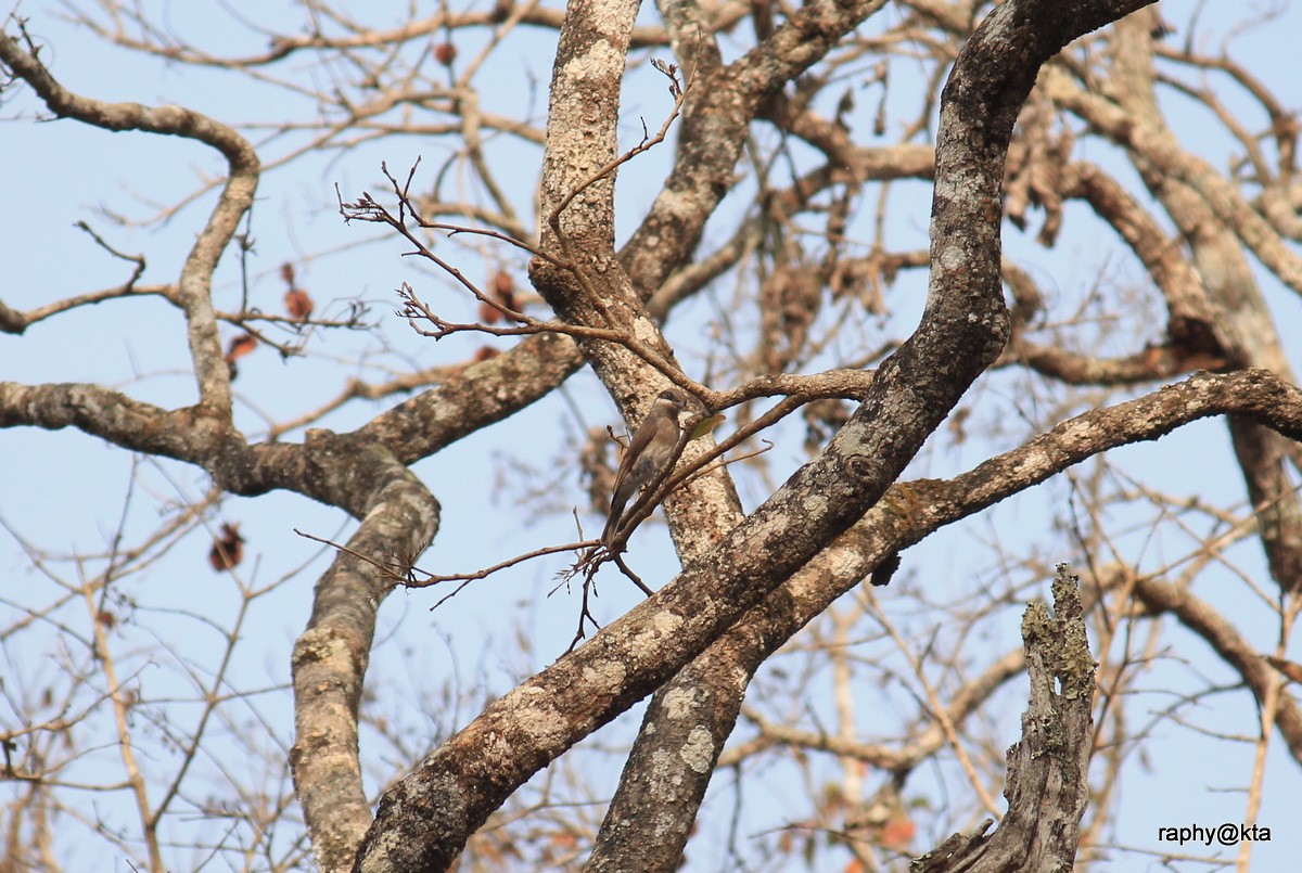 Malabar Woodshrike - ML170451541