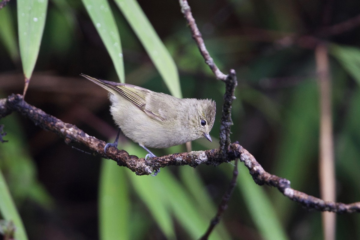 Yellow-browed Tit - ML170451641