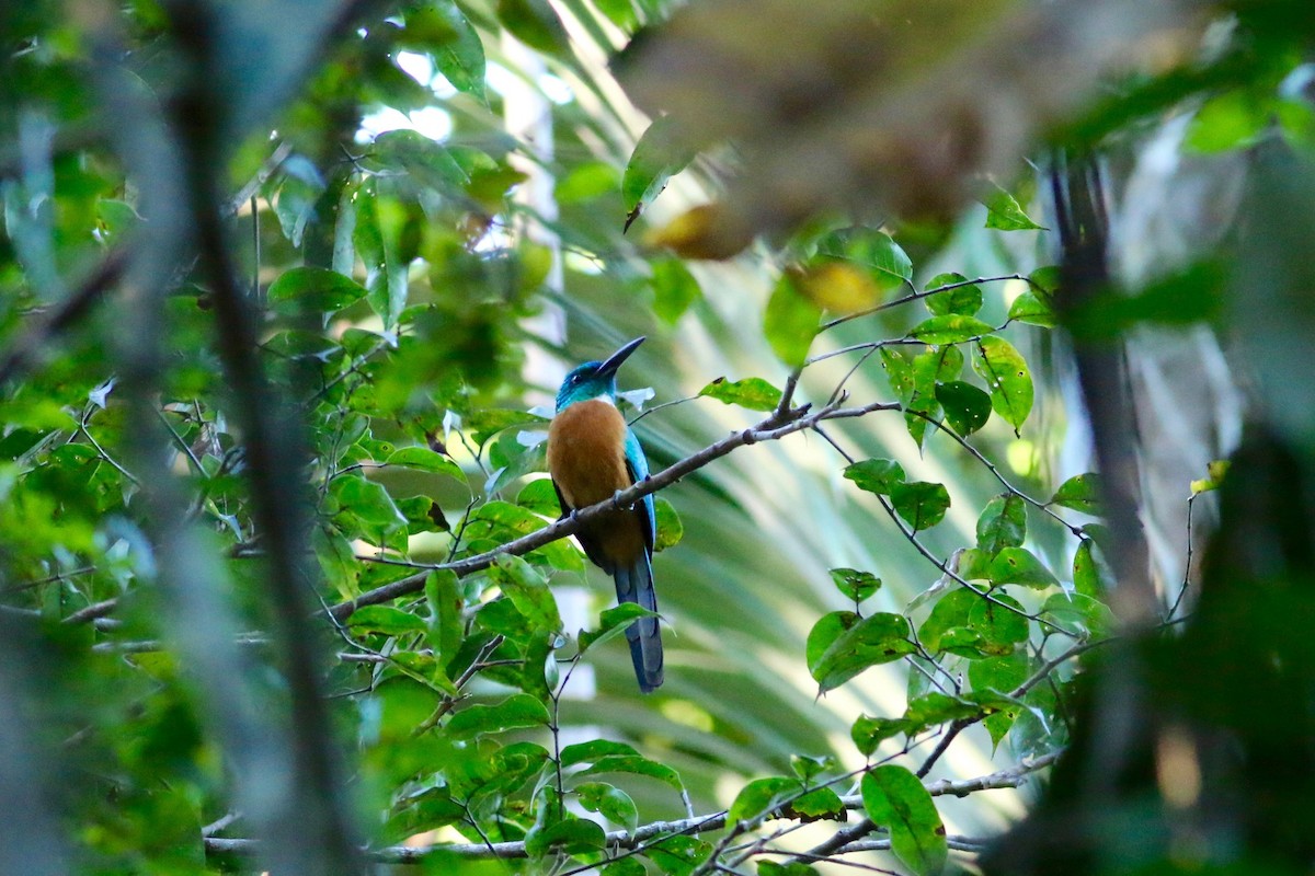 Great Jacamar - ML170452931