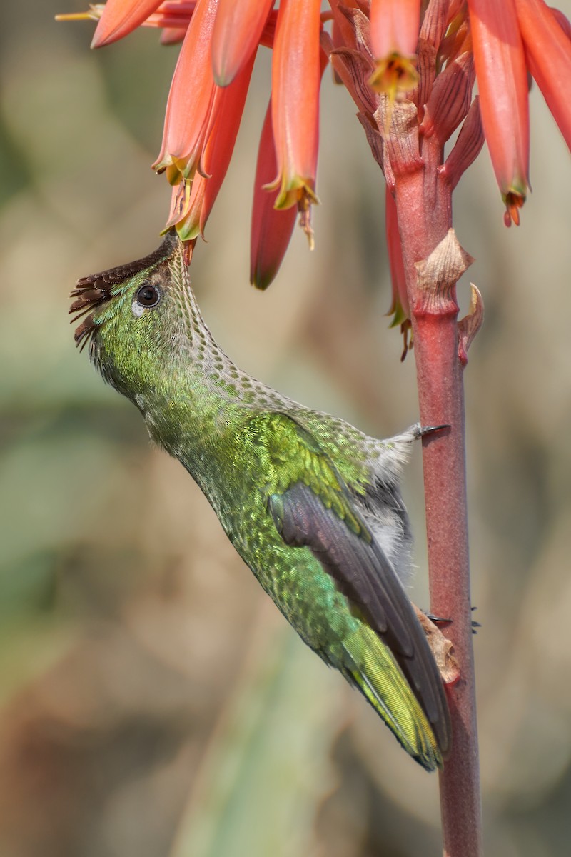 Colibrí Austral - ML170453111