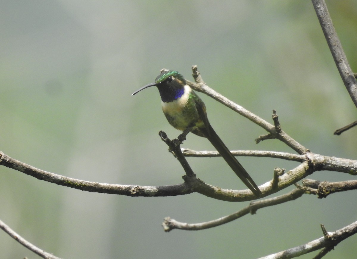 Colibri à queue singulière - ML170455171