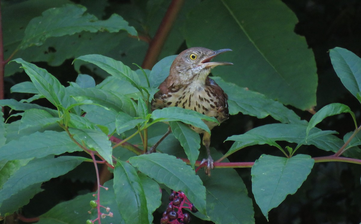 Brown Thrasher - ML170455341