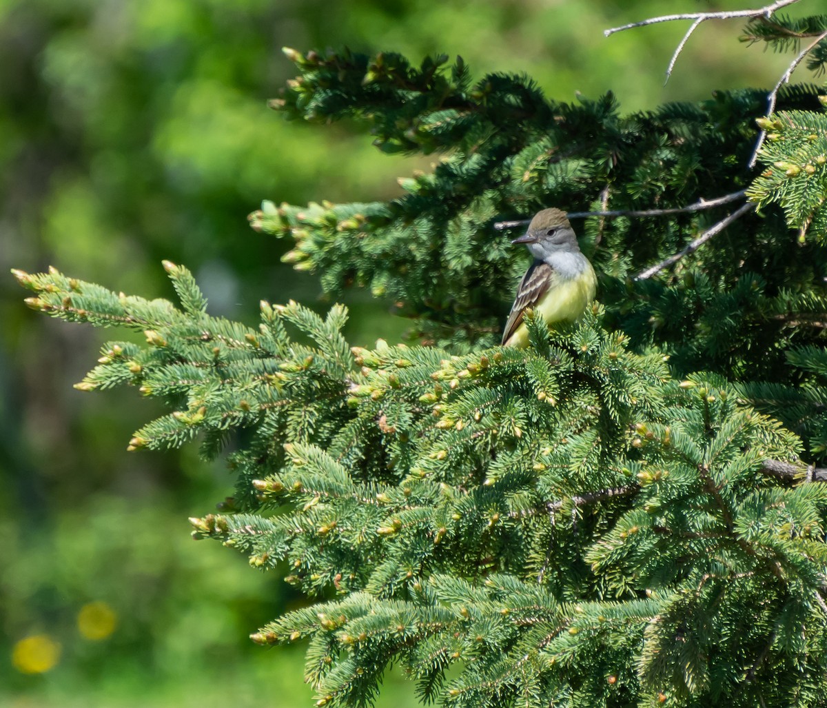 Great Crested Flycatcher - ML170455921