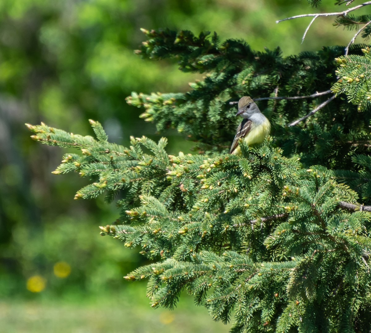 Great Crested Flycatcher - ML170455931