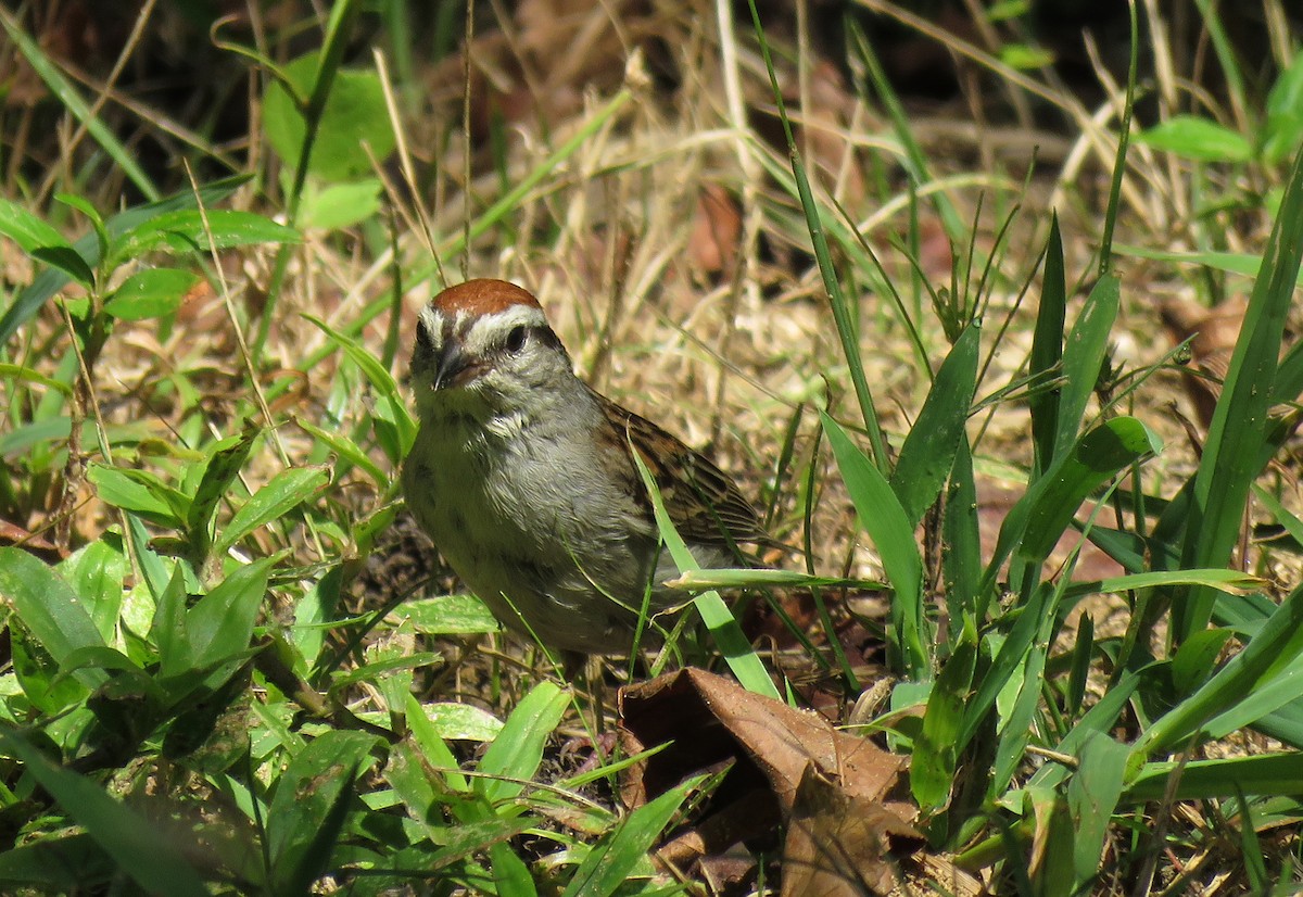 Chipping Sparrow - Casey Girard