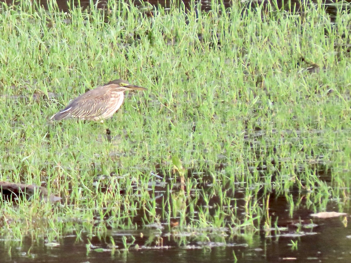 Green Heron - Babs Buck