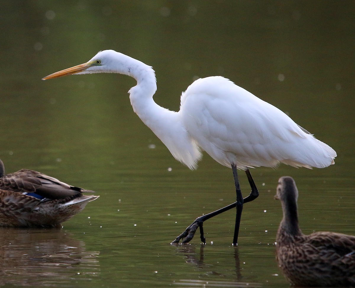 Great Egret - Lori White