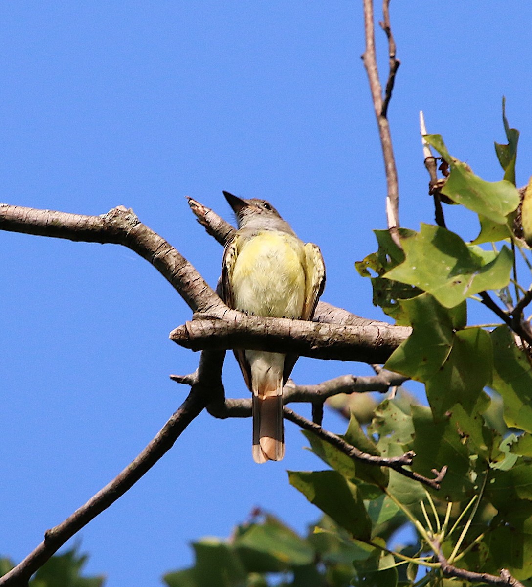 Great Crested Flycatcher - ML170461631