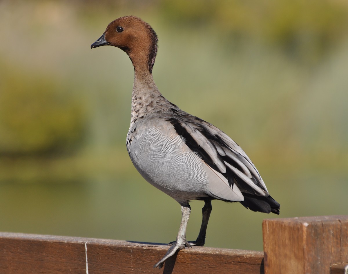 Maned Duck - Tim Healy