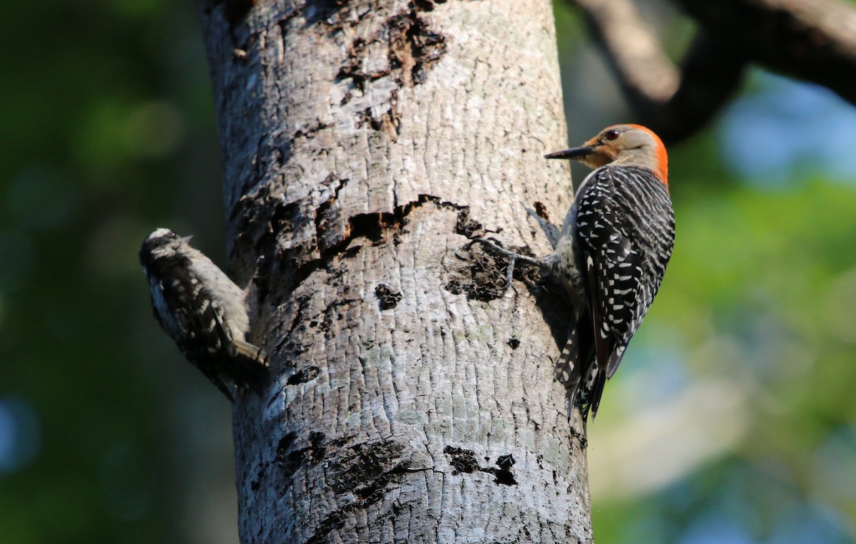 Red-bellied Woodpecker - Lori White