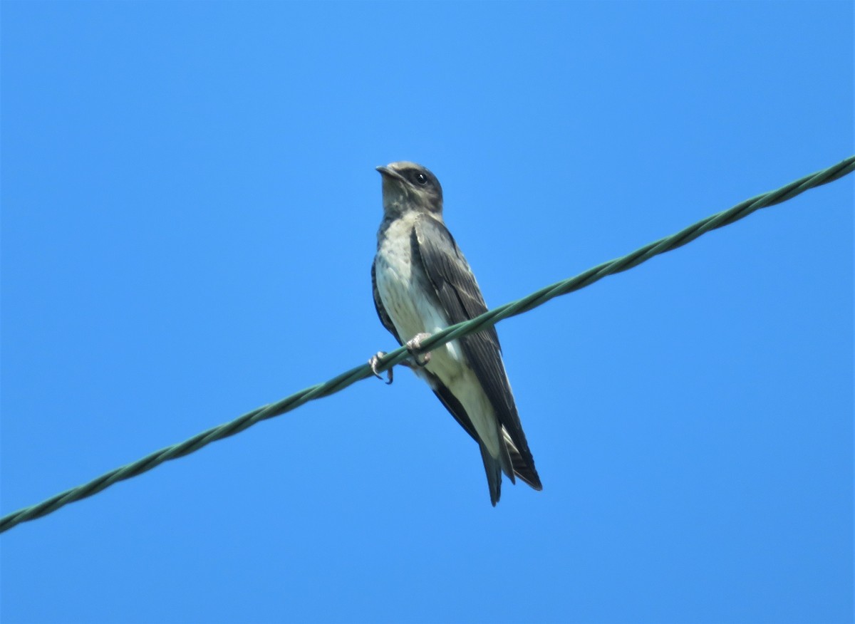 Purple Martin - tom aversa