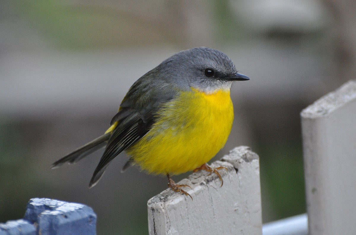 Eastern Yellow Robin - ML170463971