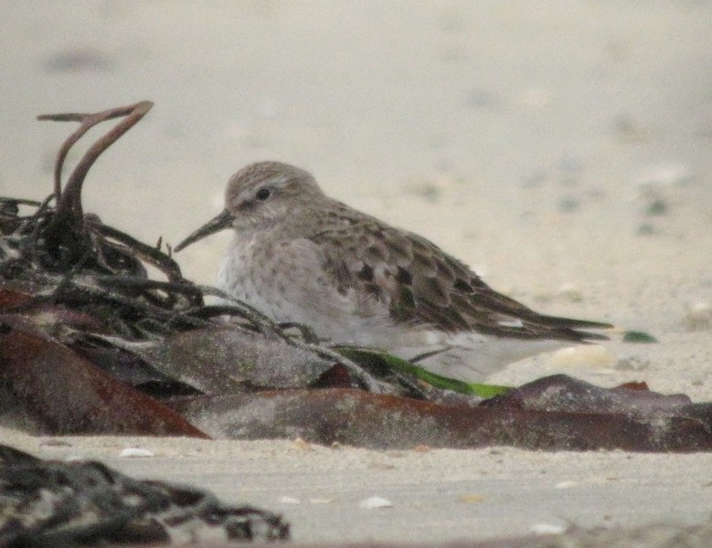 White-rumped Sandpiper - ML170464261