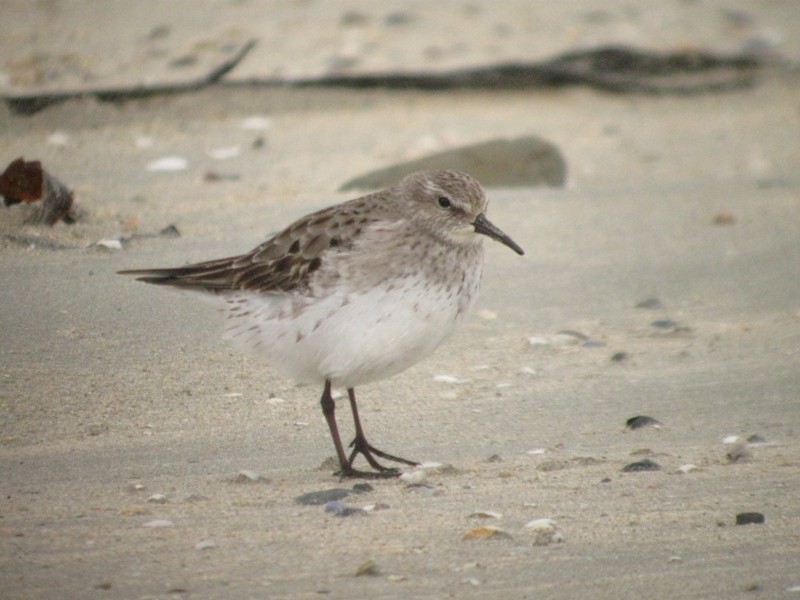 White-rumped Sandpiper - ML170464271