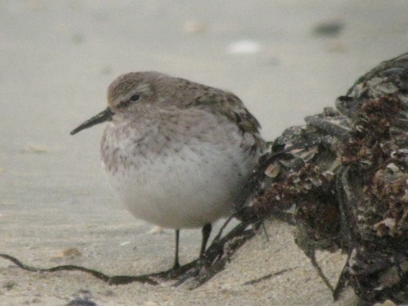 White-rumped Sandpiper - ML170464281