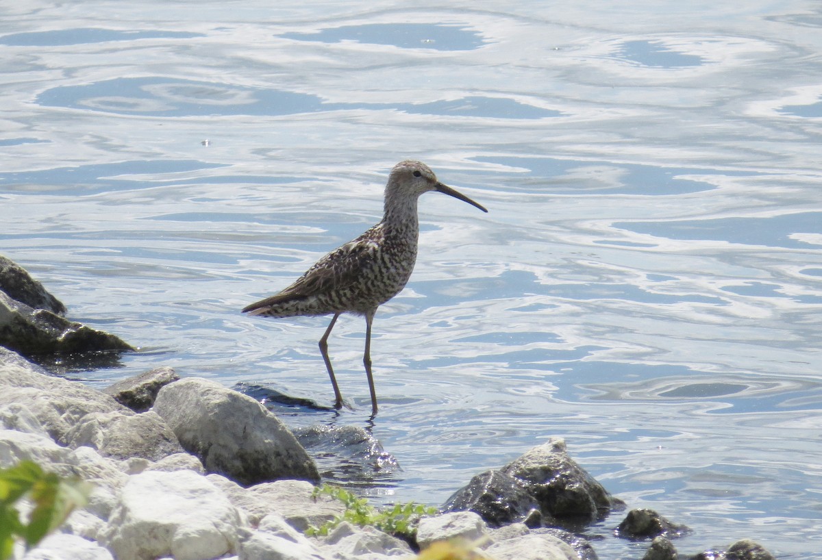 Stilt Sandpiper - ML170464641