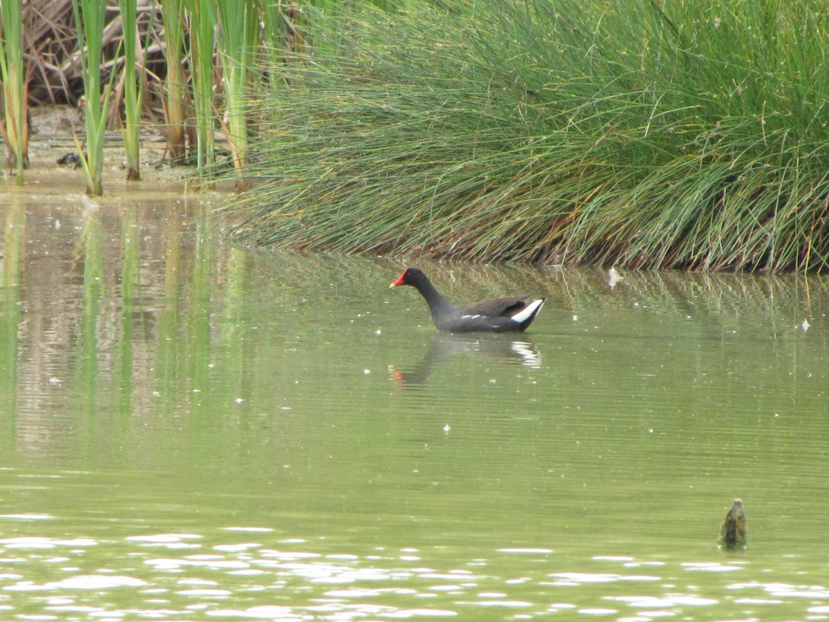 Gallinule d'Amérique - ML170465451