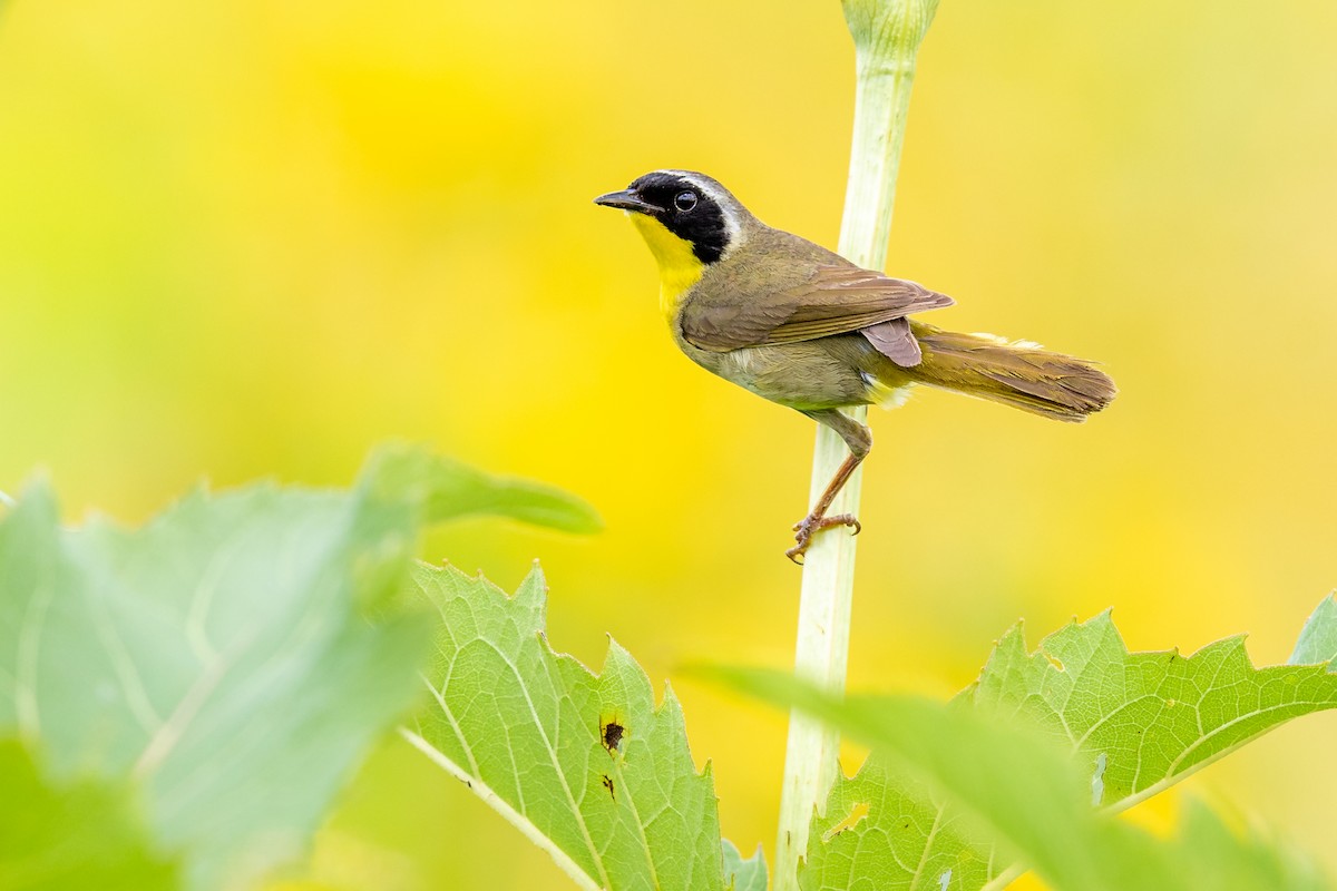 Weidengelbkehlchen - ML170465681