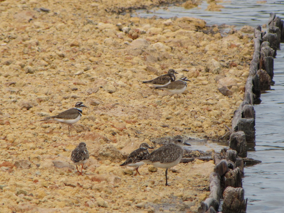 Ruddy Turnstone - Alan Kneidel