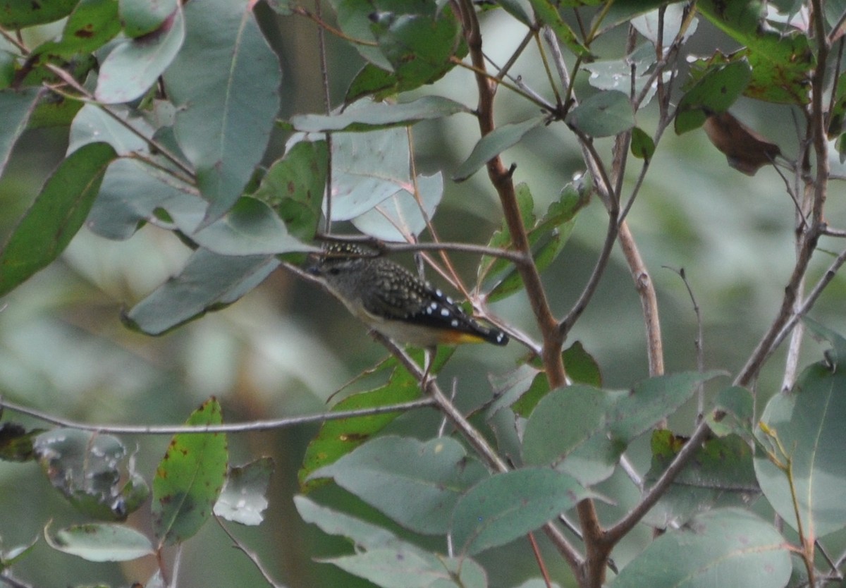 Spotted Pardalote (Spotted) - Tim Healy