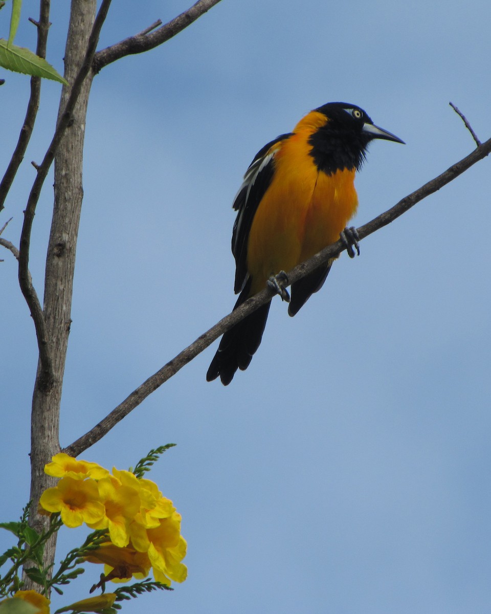 Oriole troupiale - ML170467131