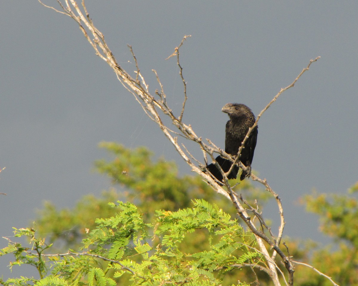 Smooth-billed Ani - Alan Kneidel