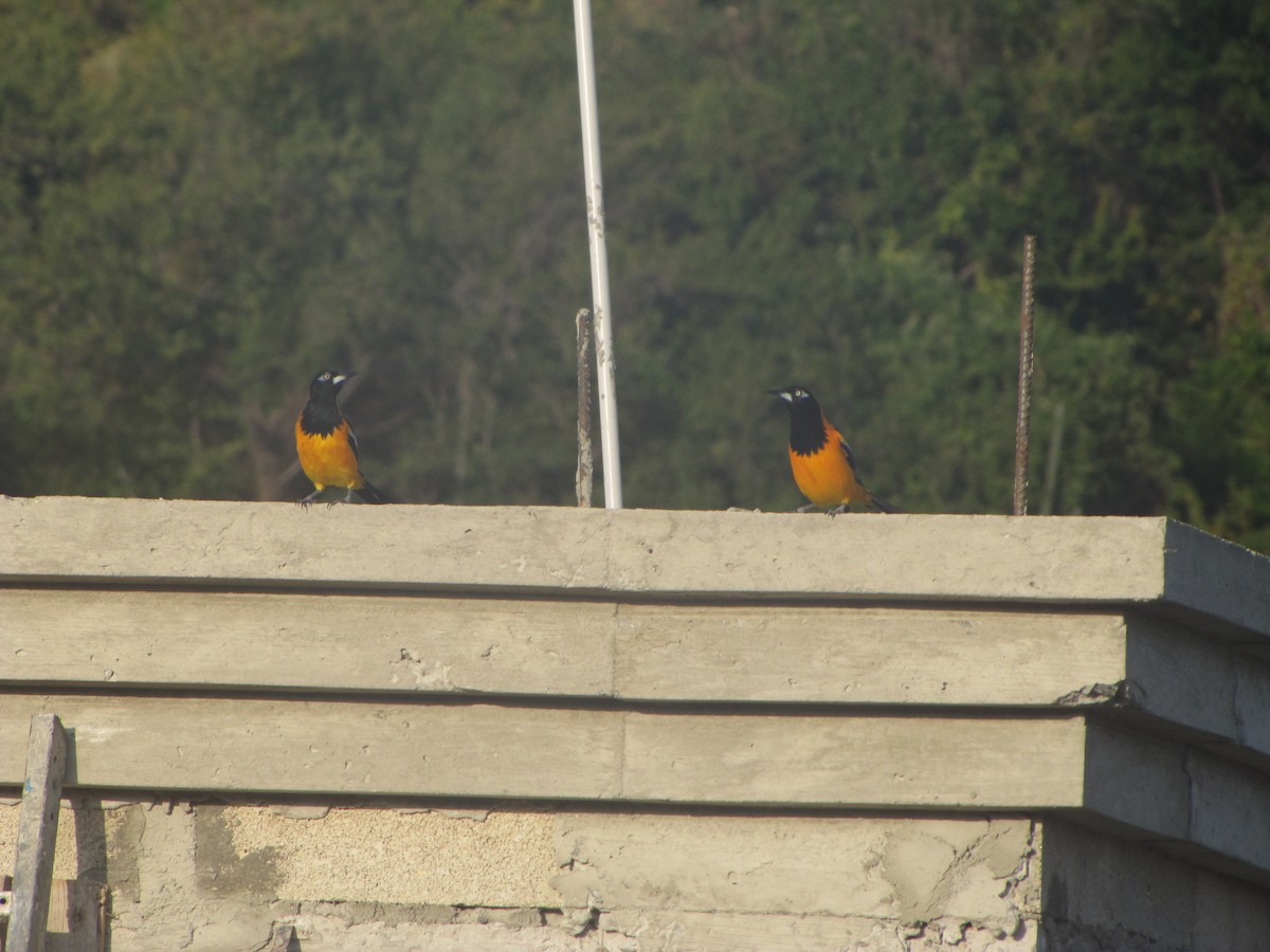 Venezuelan Troupial - ML170467981