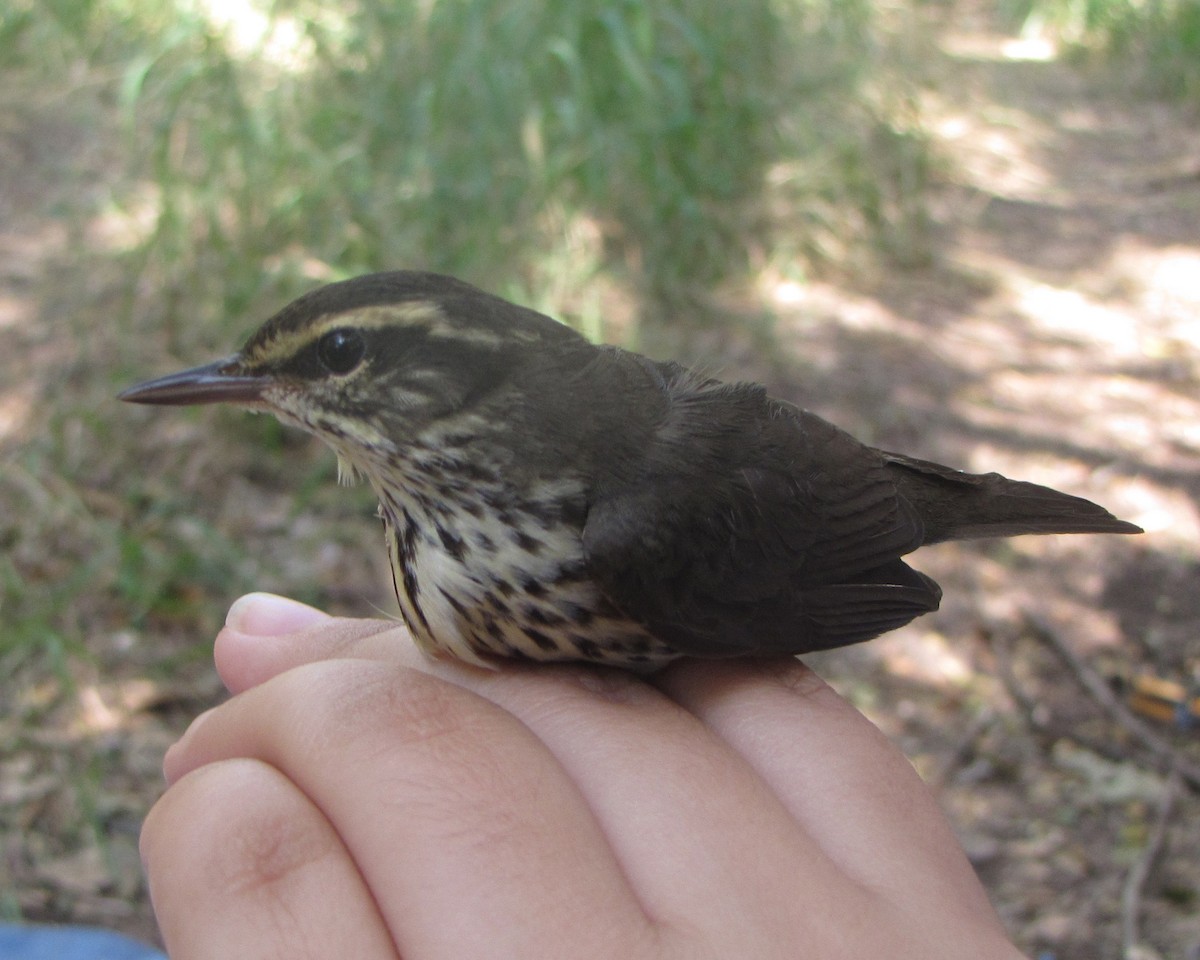 Northern Waterthrush - ML170468361