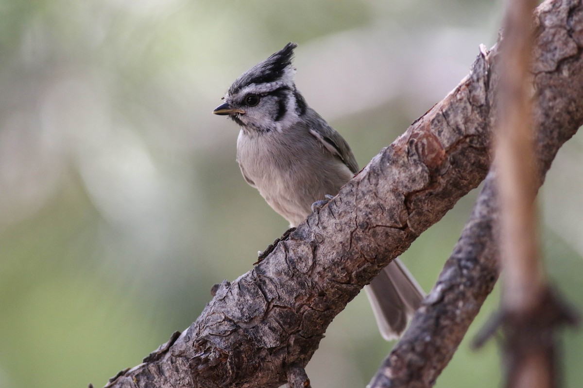 Bridled Titmouse - Tommy Quarles