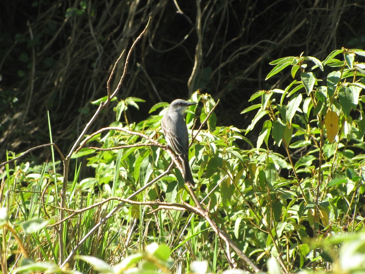 Gray Kingbird - ML170469181