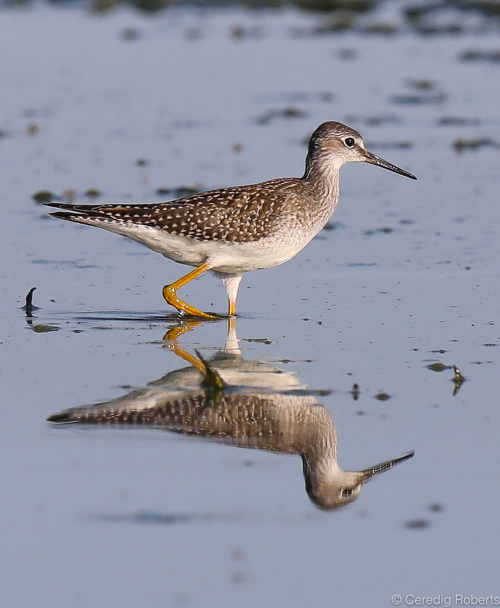 Lesser Yellowlegs - Ceredig  Roberts