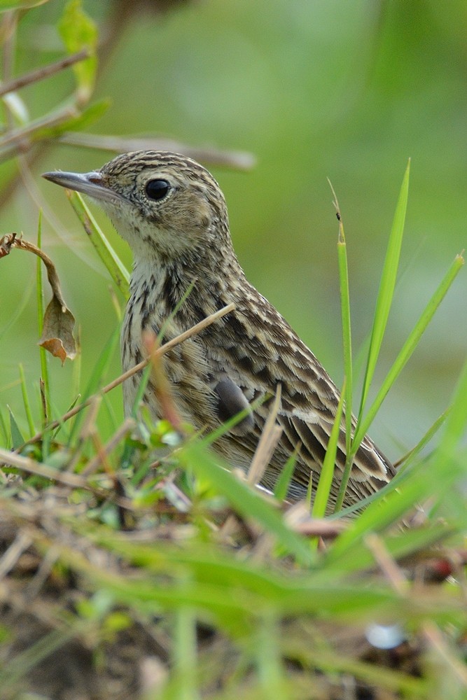 Yellowish Pipit - ML170470841