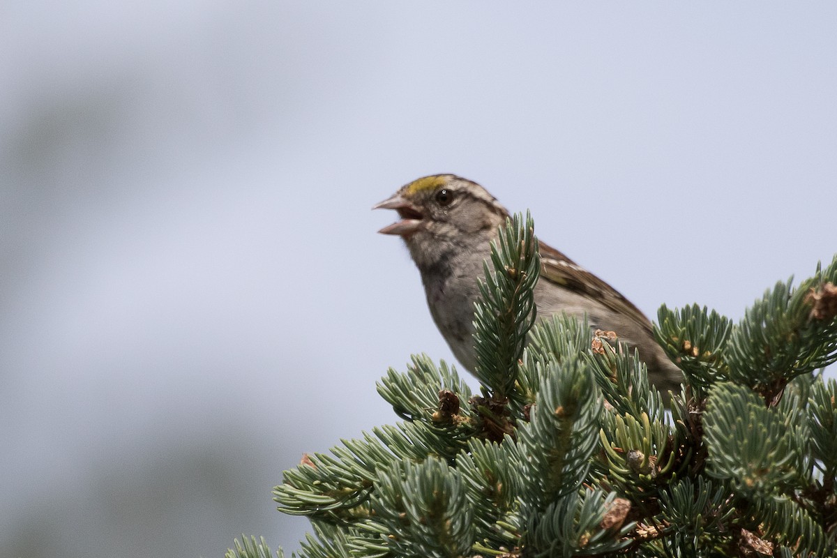 White-throated Sparrow - Tina Randell 🐦