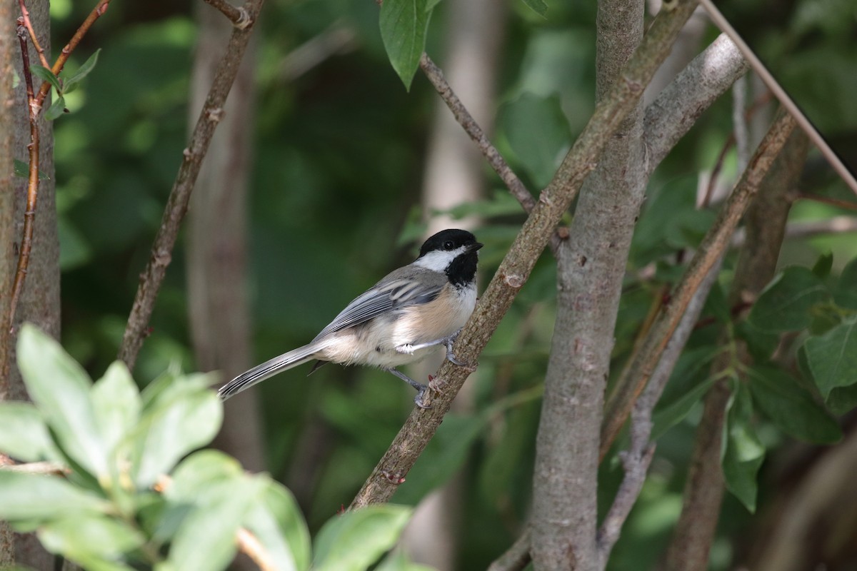 Black-capped Chickadee - ML170473461