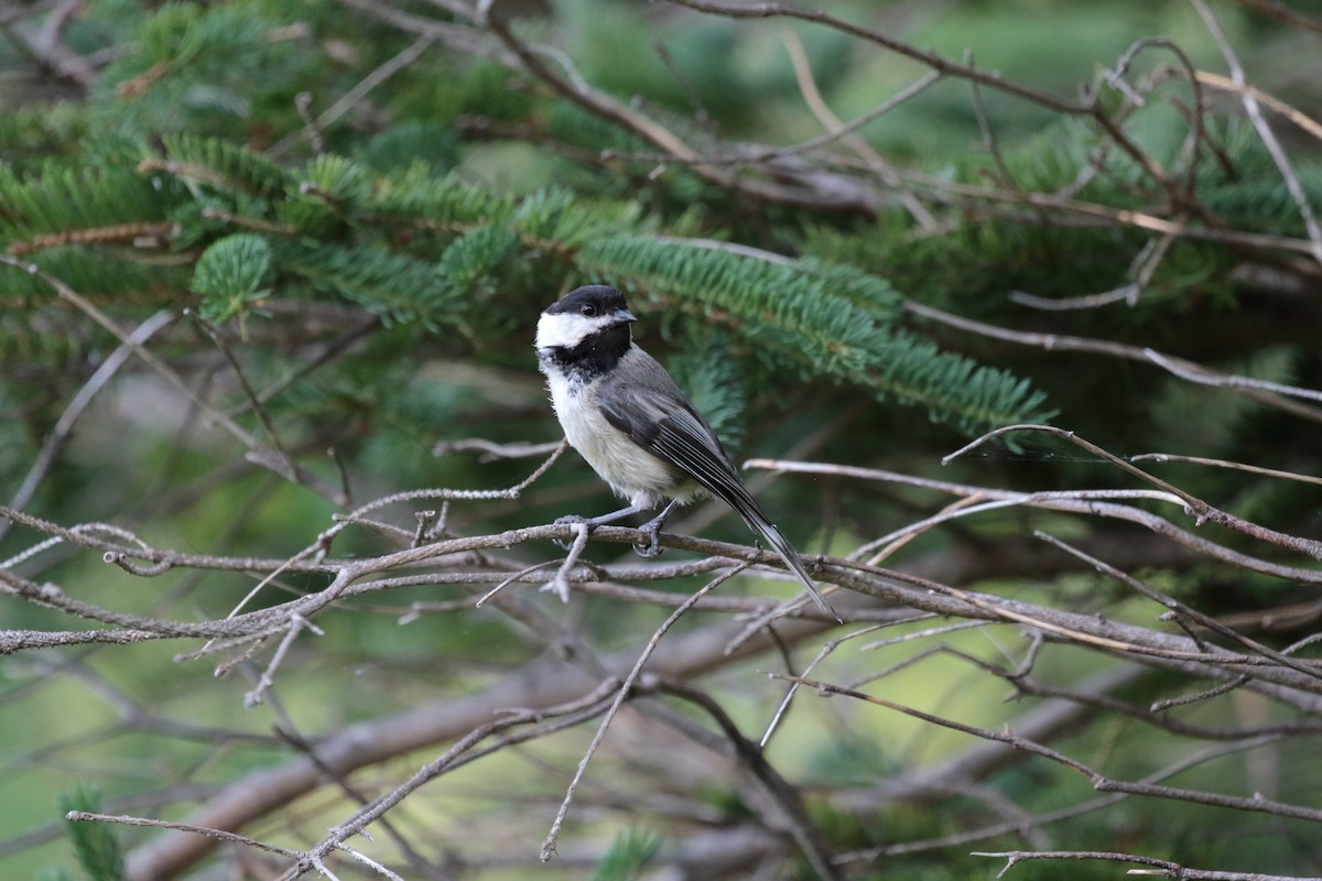 Black-capped Chickadee - ML170473481