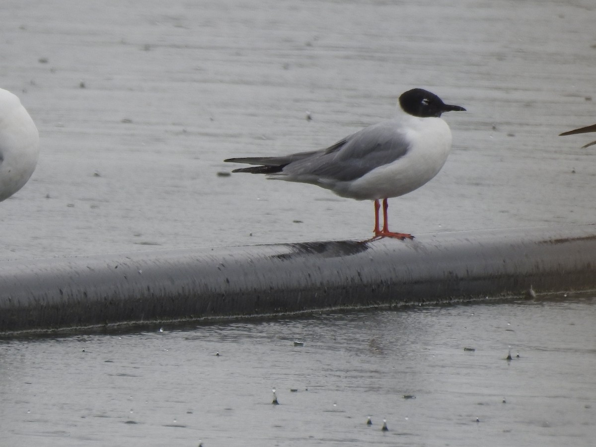 Mouette de Bonaparte - ML170473841