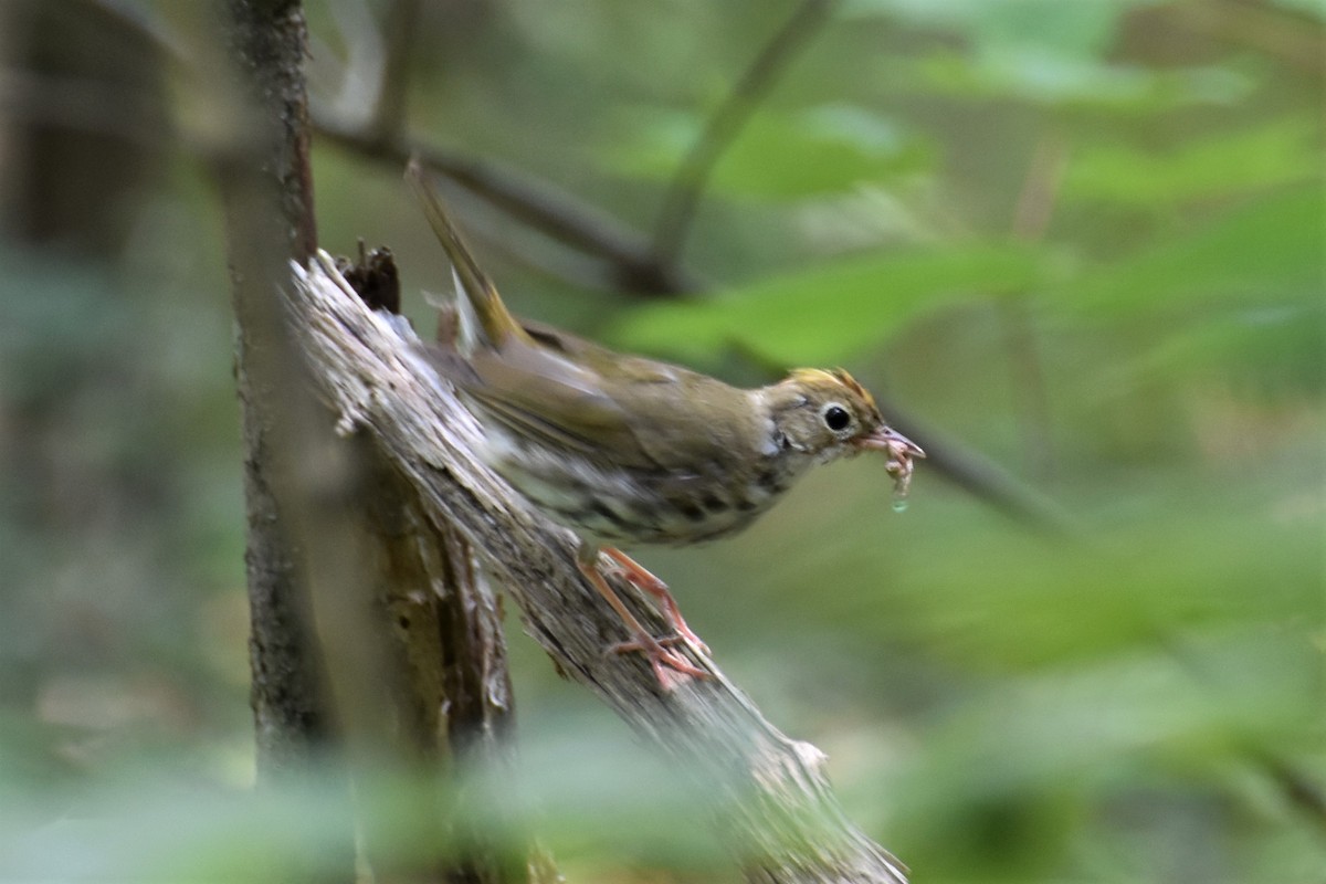 カマドムシクイ - ML170475421