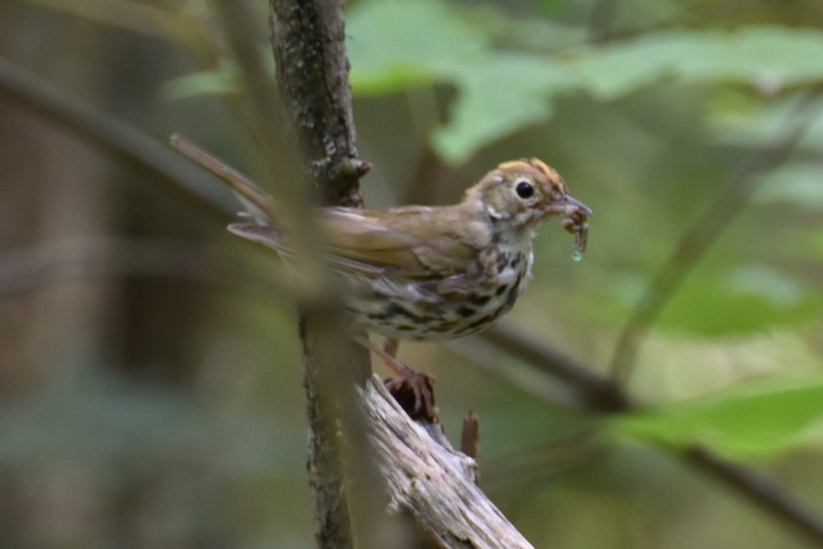 カマドムシクイ - ML170475431