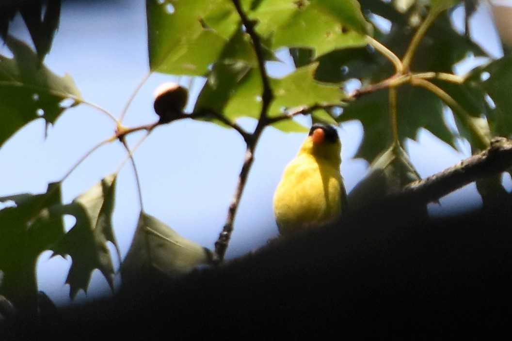 オウゴンヒワ - ML170475451