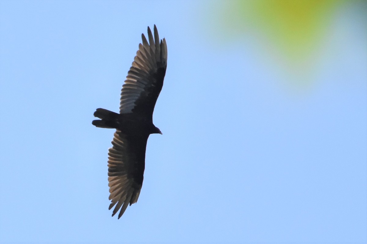 ヒメコンドル - ML170475571