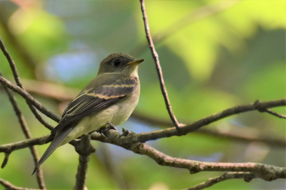 チビメジロハエトリ - ML170476221