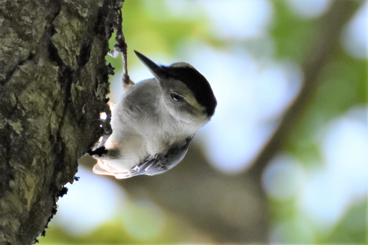 ムナジロゴジュウカラ - ML170476261