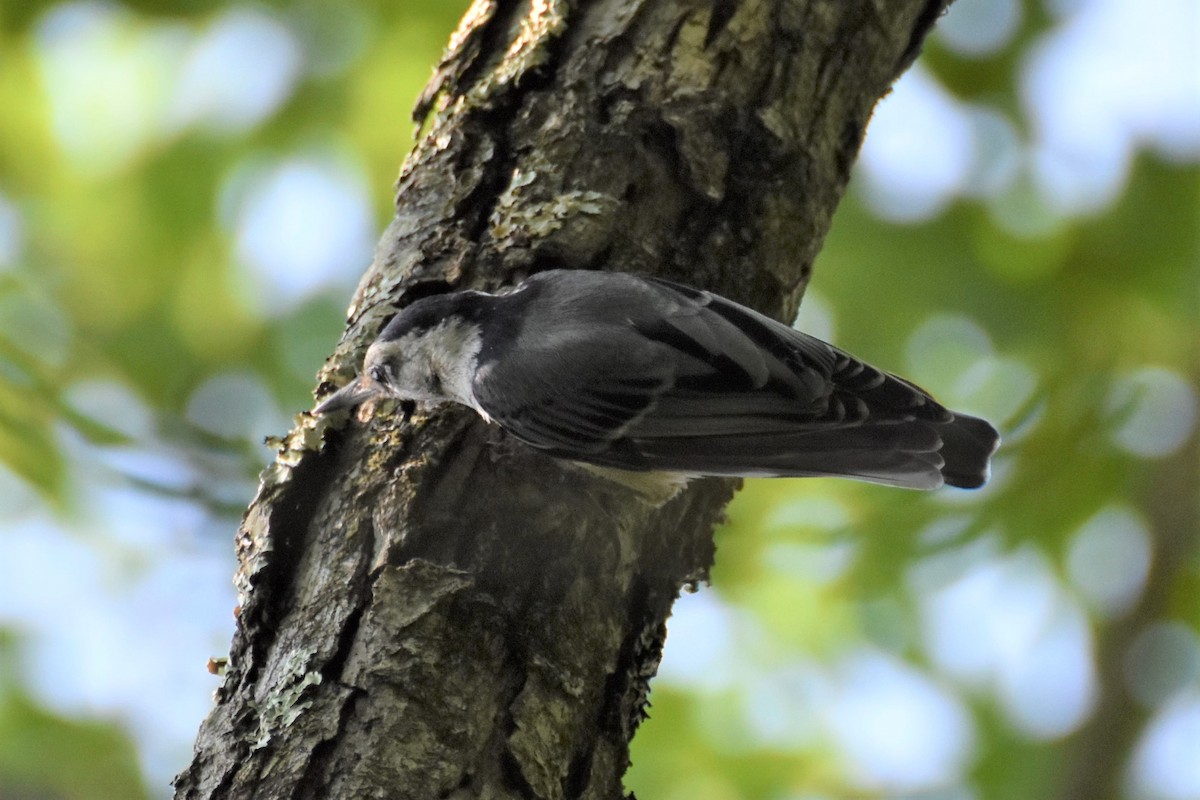 ムナジロゴジュウカラ - ML170476281