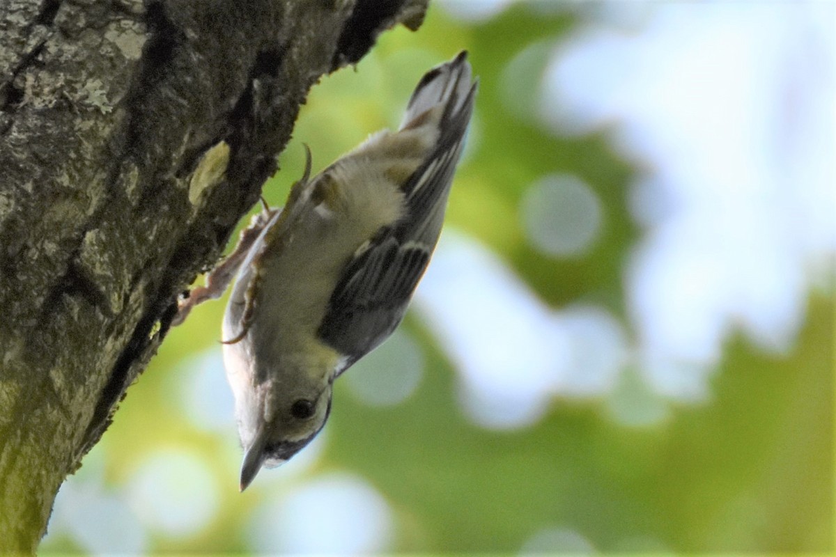 ムナジロゴジュウカラ - ML170476291