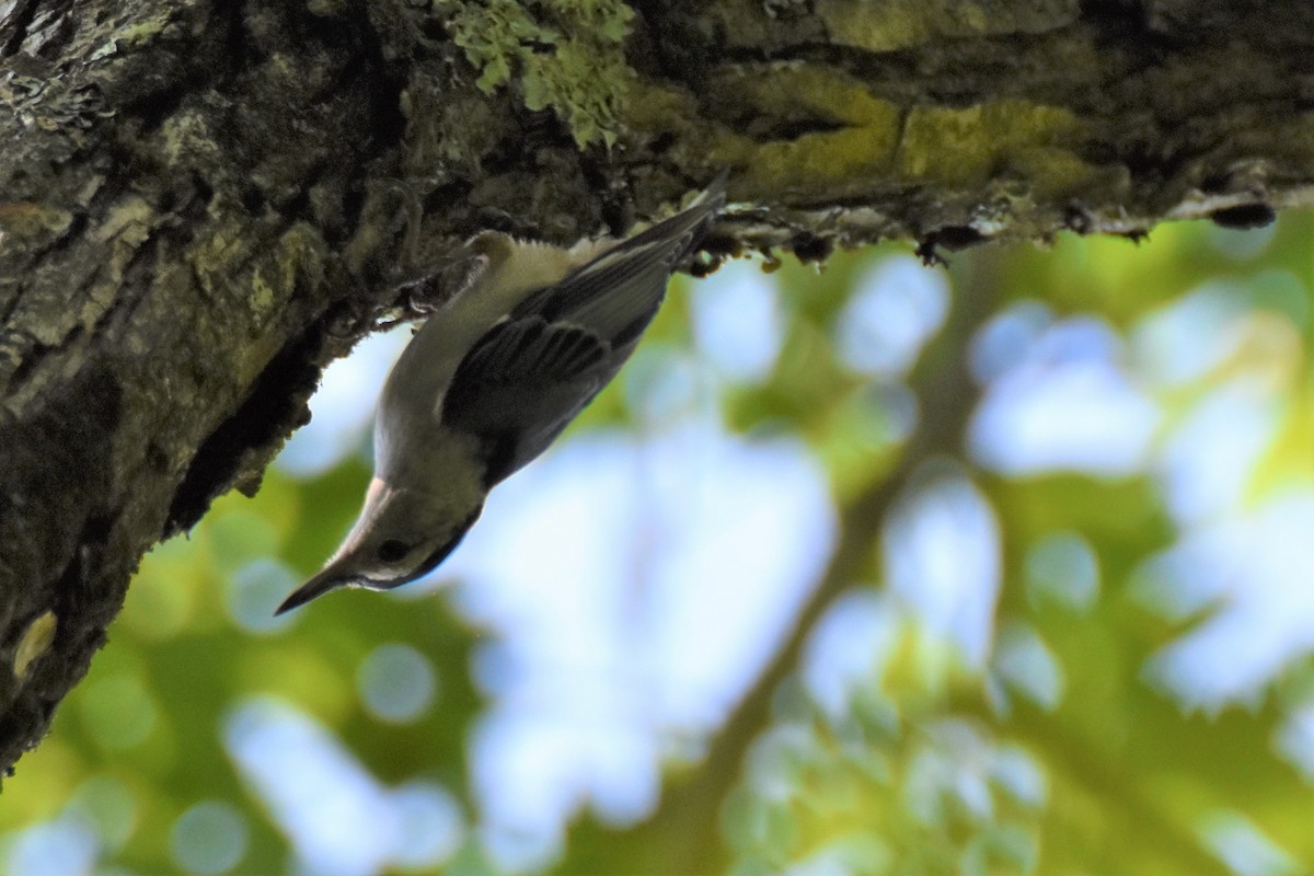 ムナジロゴジュウカラ - ML170476301